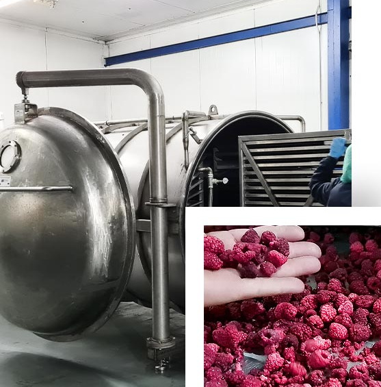 Top Freeze Dried Fruit Manufacturers And Suppliers in South Korea