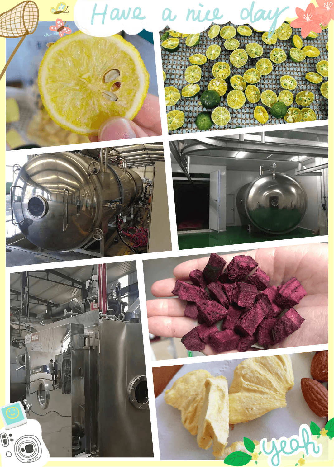 Food Freeze Drying Machine